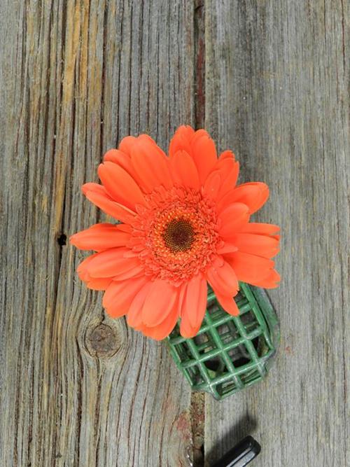 MARINILLA ORANGE GERBERA